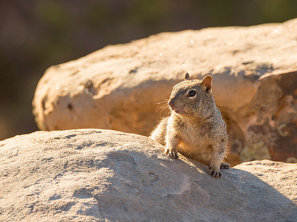 Rock_squirrel_CO_Natl_Mon_2015_1