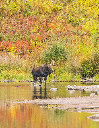 Moose_Maroon_Bells_2015_1