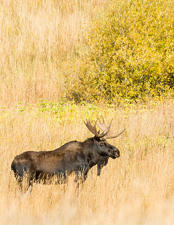 Moose_Maroon_Bells_2015_2
