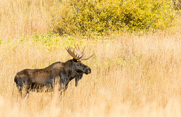 Moose_Maroon_Bells_2015_3