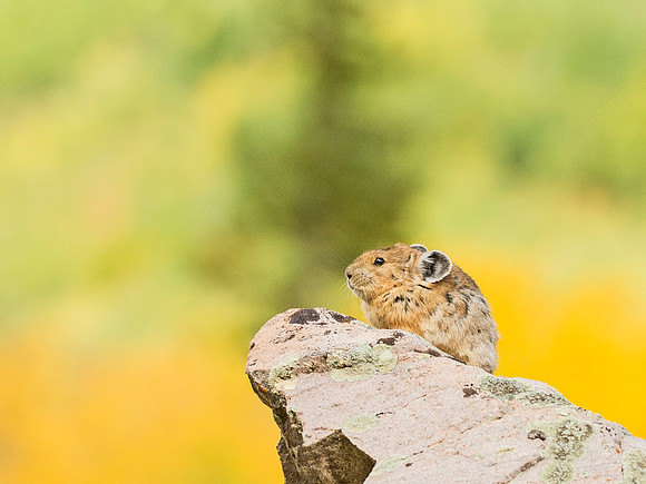 Pika_Crater_Lake_2015_1