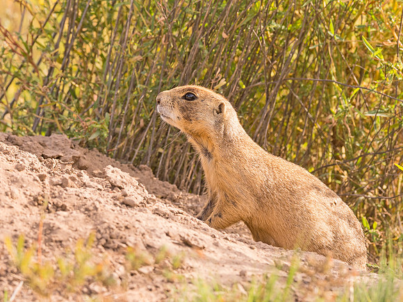 White-tailed_prairie_dog_Walker_SWA_2015_1