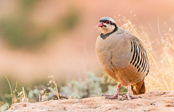Chukar_CO_Natl_Mon_2015_1