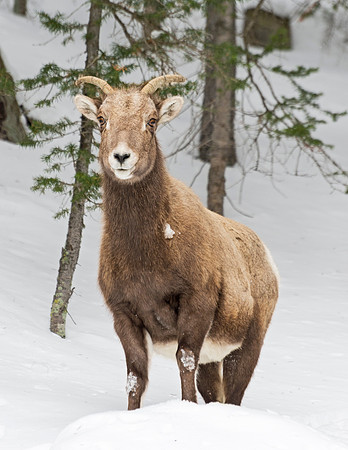 Bighorn_ewe_Guanella_Pass_1