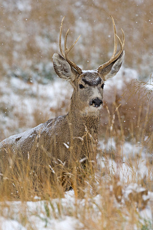 Mule_deer_buck_96