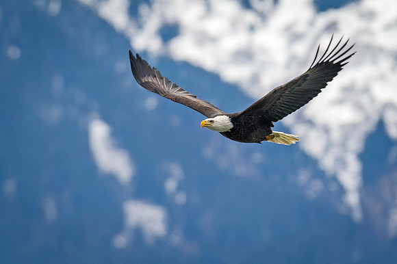 Bald_eagle_Haines_2014_16