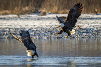 Bald_eagle_Haines_2014_18