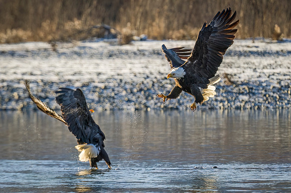 Bald_eagle_Haines_2014_18