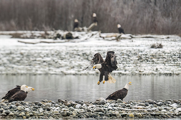 Bald_eagle_Haines_2014_17