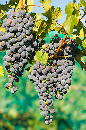 Grapes_Palisade_2015_1