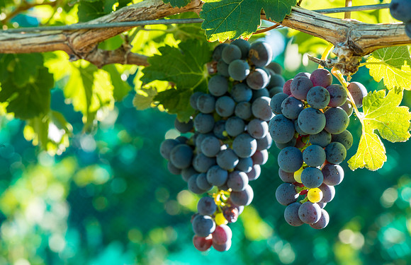 Grapes_Palisade_2015_2