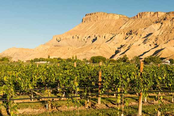 Palisade_vineyard_2015_1