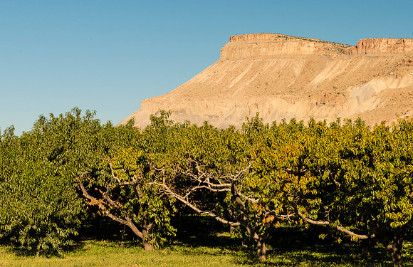 Peach_Farm_and_Mount_Garfield_2015_1