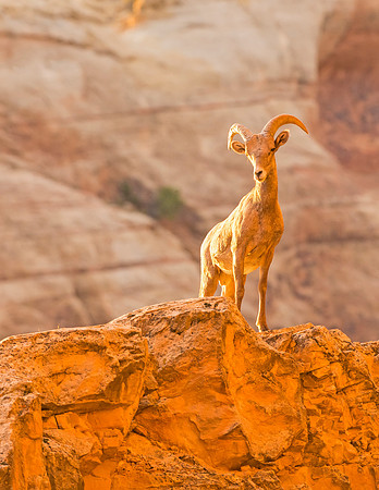 Desert_bighorn_ram_CO_Natl_Mon_2015_2