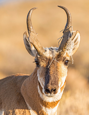 Pronghorn_buck_FGNRA_2015_1