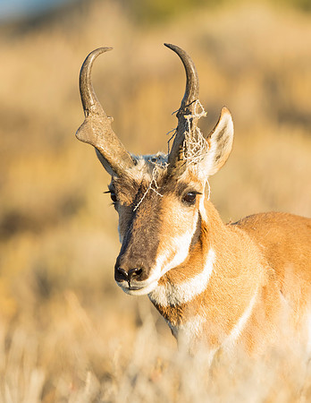 Pronghorn_buck_FGNRA_2015_2