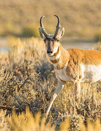 Pronghorn_buck_FGNRA_2015_3