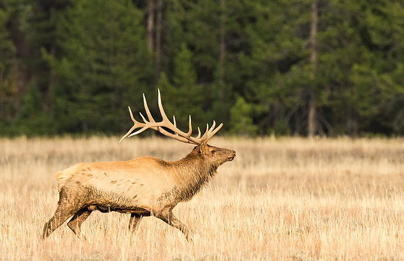 Elk_GTNP_2015_1