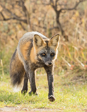 Red_Fox_GTNP_2015_1
