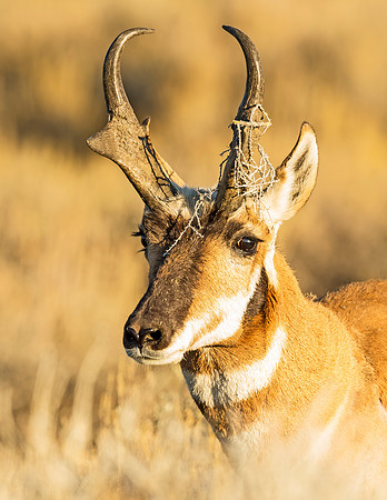Pronghorn_buck_FGNRA_2015_4