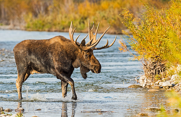 Moose_GTNP_2015_1