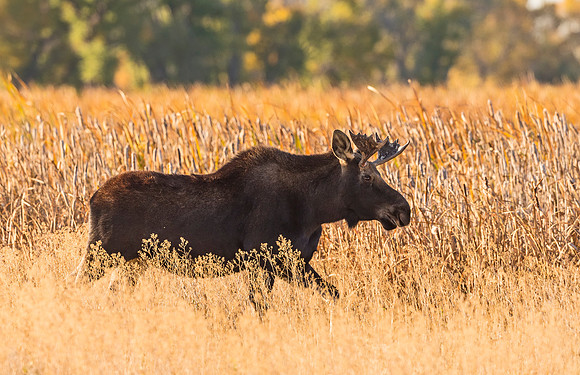 Moose_Seedskadee_NWR_2015_1