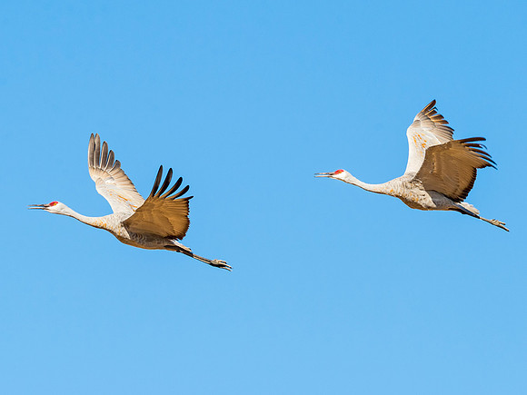 Sandhill_cranes_Jensen_2015_1
