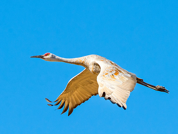 Sandhill_cranes_Jensen_2015_2