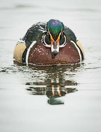 Wood_duck_2