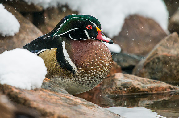 Wood_duck_3