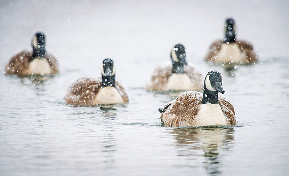Canada_goose_formation_2