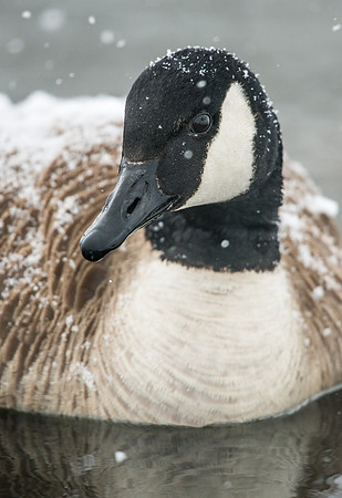 Canada_goose_1