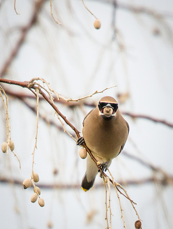 cedar_waxwing_5