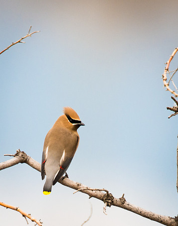 Cedar_waxwing_4