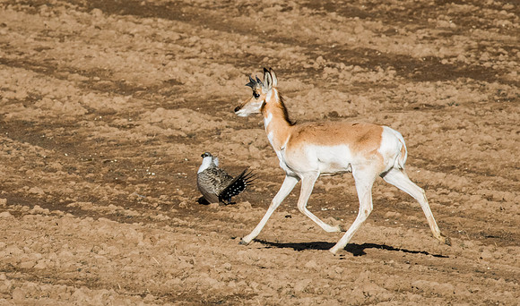 Pronghorn_antelope_1