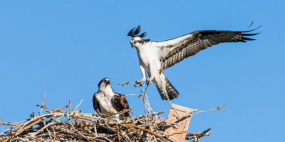 Osprey_pair_at_nest_4