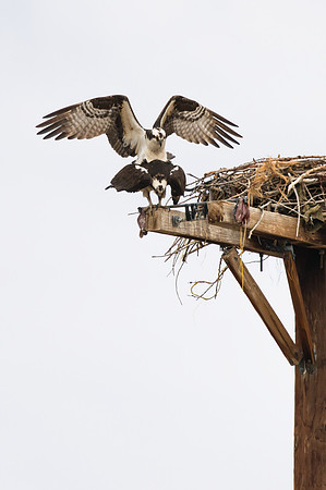 Osprey_mating_6