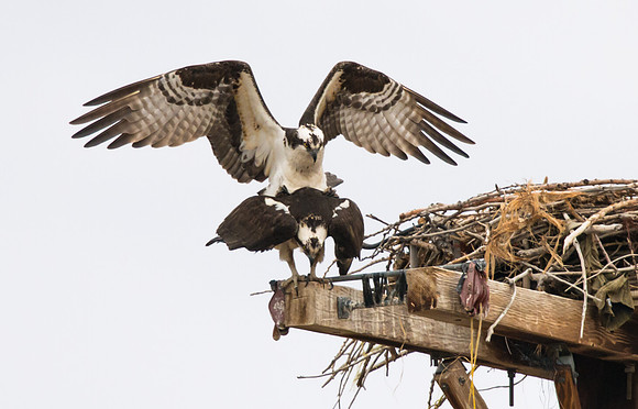 Osprey_mating_6