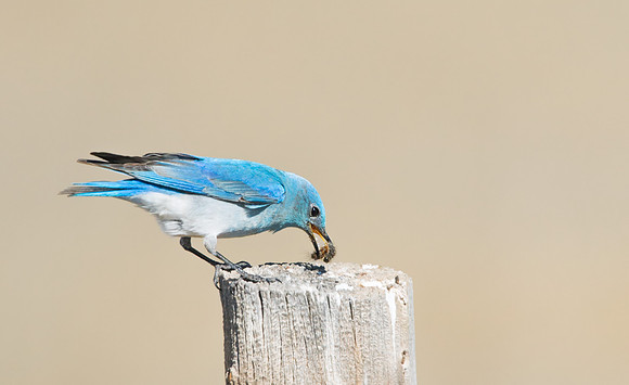 Mountain_Bluebird_Meal_3