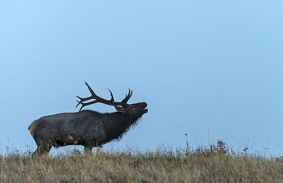 Elk_RMNP_2015_1