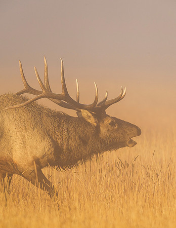 Elk_RMNP_2015_2