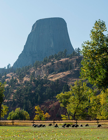 Turkeys_Devils_Tower_2015_1