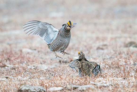 Prairie Chicken FIghting 4