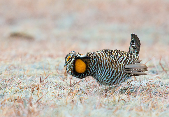 Prairie_chicken_dance_6