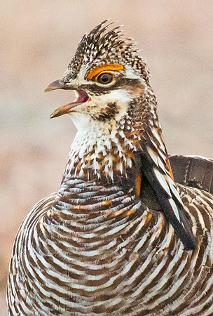 Prairie Chicken 7