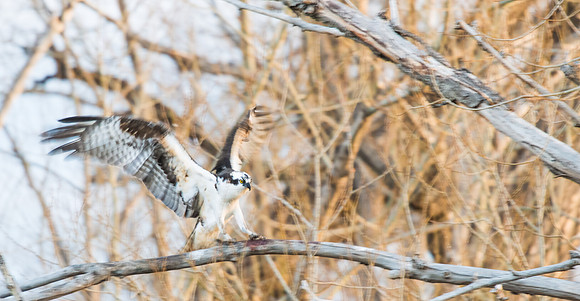 Osprey_8