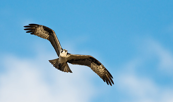 Osprey_7