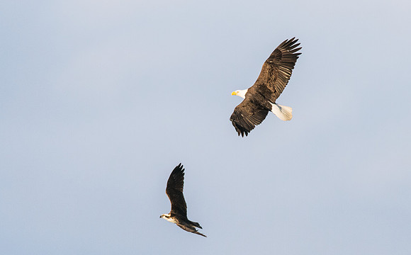 Osprey_and_Eagle_1