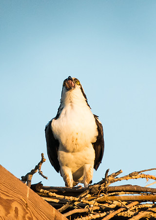 Osprey_9