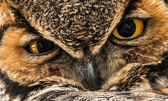 Great_horned_owl_eyes_5